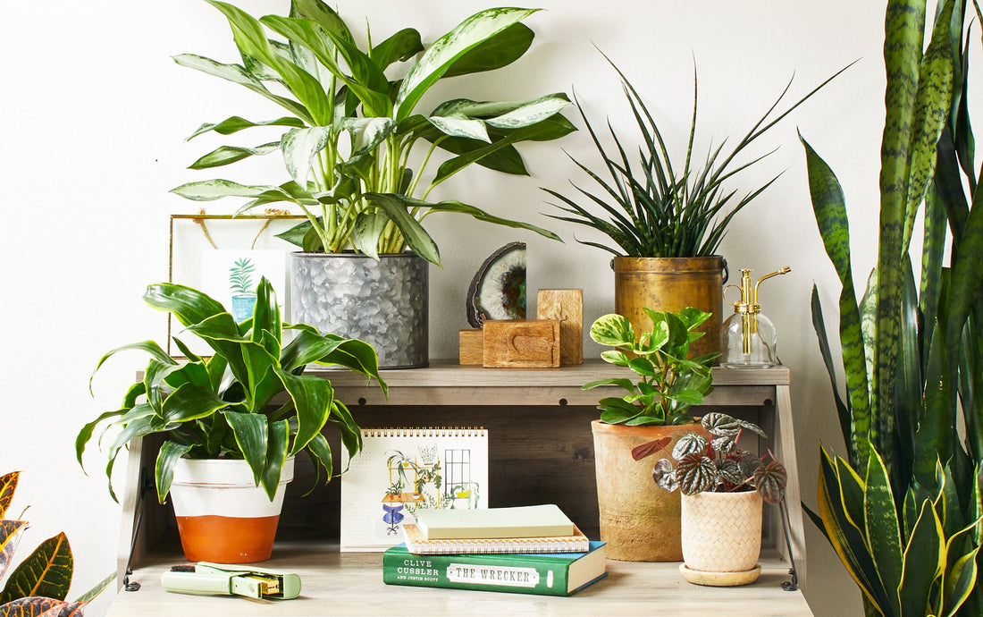 Essential Vase and Planter Features for Healthy Plants and a Mess-Free Home