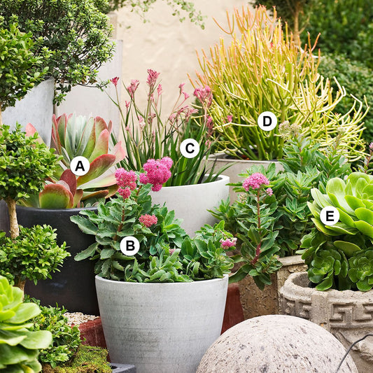 Essential Planter Features for a Thriving Succulent Planter and Low Maintenance Gardening