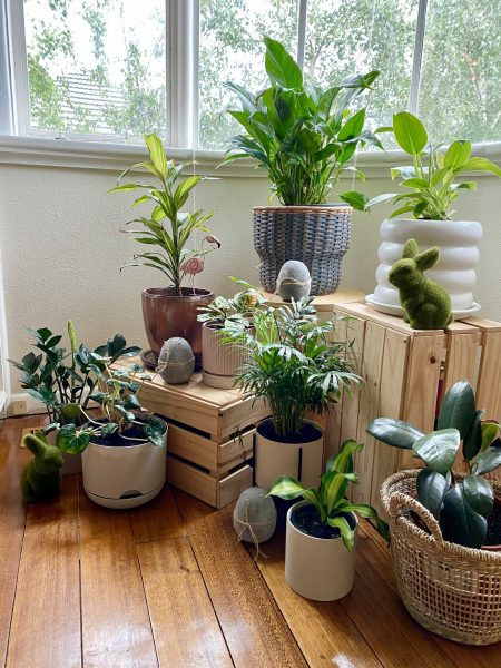 Decorating with Plants: A Guide to Stylish Greenery in Your Home