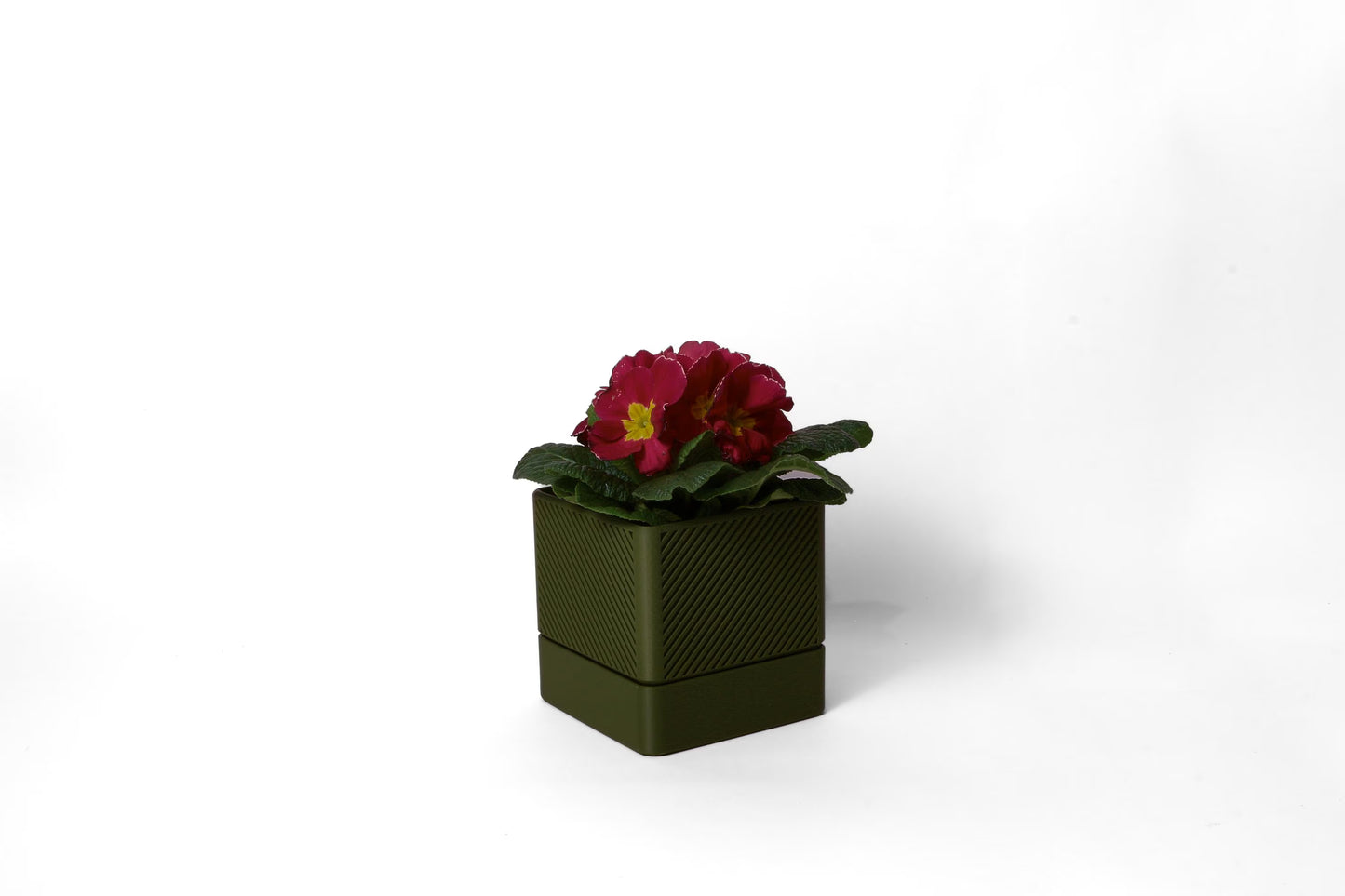 Arbutus Box