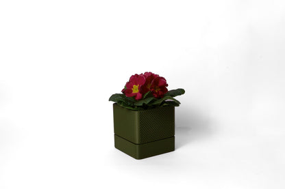 Arbutus Box