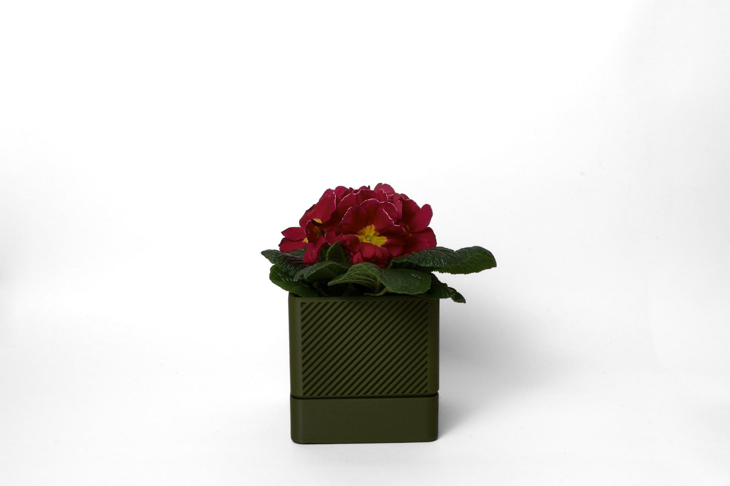 Arbutus Box